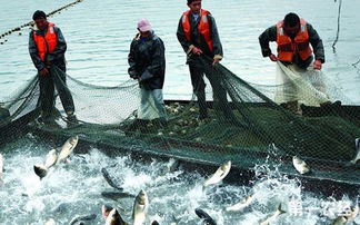 农业部 规范水生生物增殖放流工作 保障放流苗种质量安全