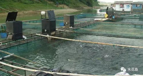 静水池塘养鱼高产的原理与技术 静水养殖,必须营造优良的水环境