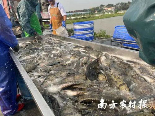 一斤鱼饲料成本低至9.6元 老市场有新动向,今年这条鱼要养 疯 了