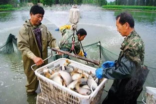 如果你在农村有一块地,可以得到多少收入