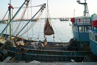 渔业资源面临枯竭危机