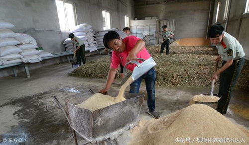 比较科学的小猪,中猪,大猪,饲料营养配方 霉菌毒素危害的主要表现