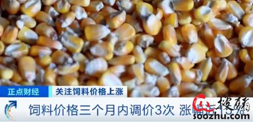 涨 涨 涨 3个月内3次了 饲料密集调价 养一头猪成本增加300元