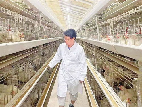 射洪市重点打造白羽肉鸡主导产业链 白羽肉鸡 啄 出产业振兴路