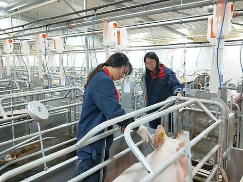 母猪产后消炎最好用什么药 母猪产后消炎如何用药效果最好